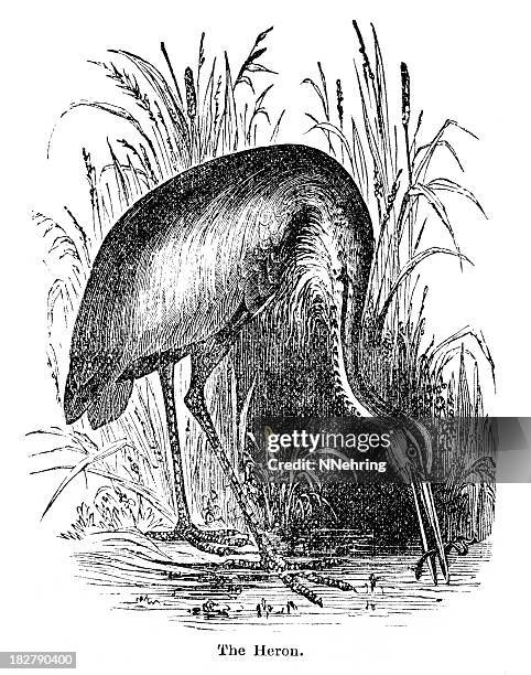 grey heron - 1882 stock illustrations