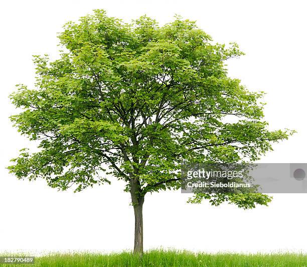 sycamore maple (acer pseudoplatanus) auf wiese, isoliert on_white. - maple tree stock-fotos und bilder