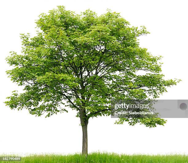 sycamore maple (acer pseudoplatanus) auf wiese, isoliert on_white. - baum stock-fotos und bilder