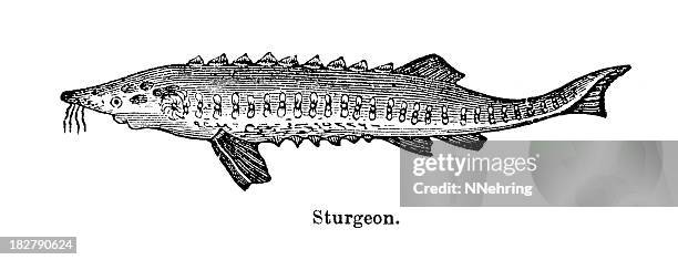 sturgeon engraving - sturgeon stock illustrations
