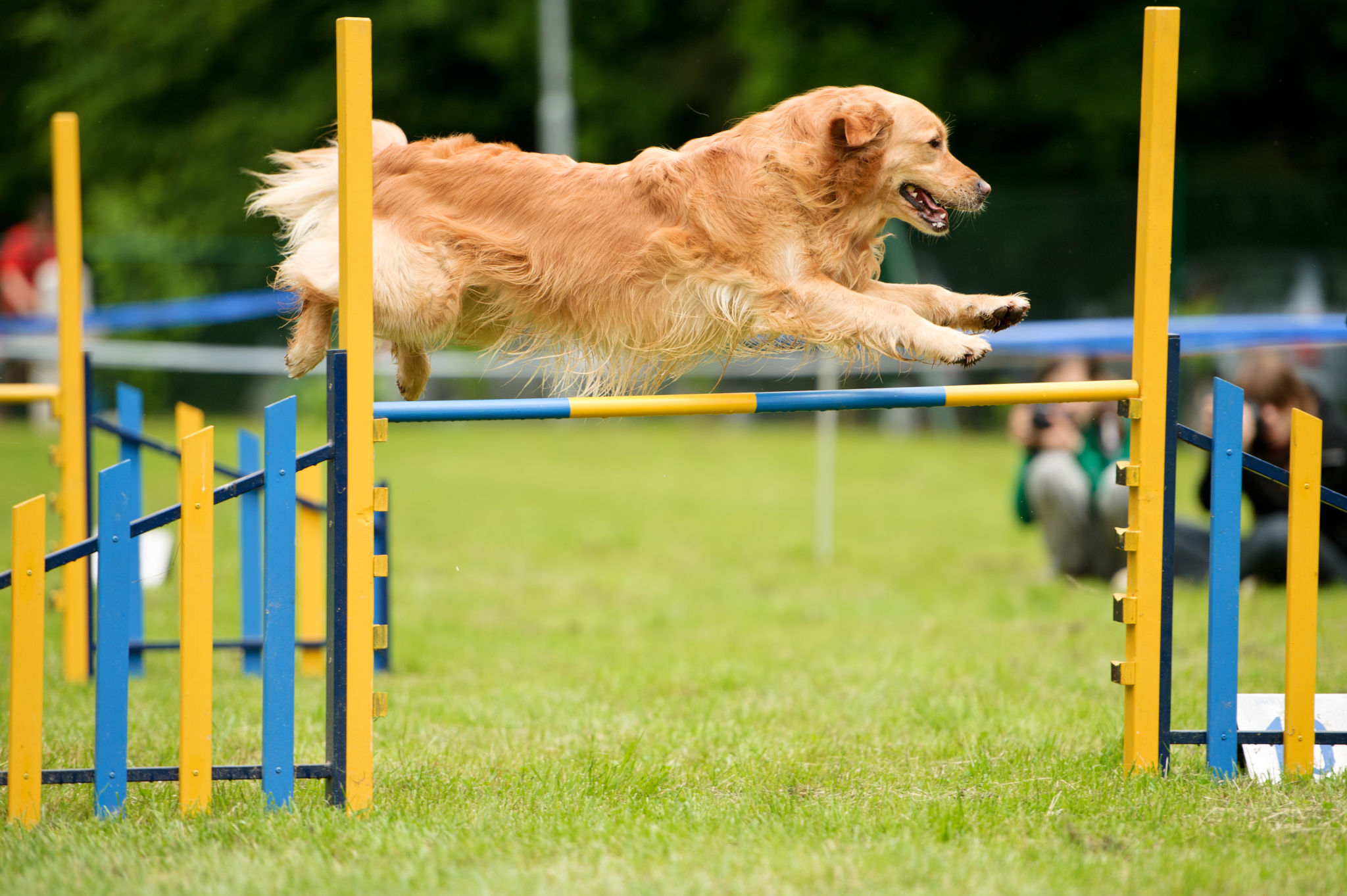 dog show