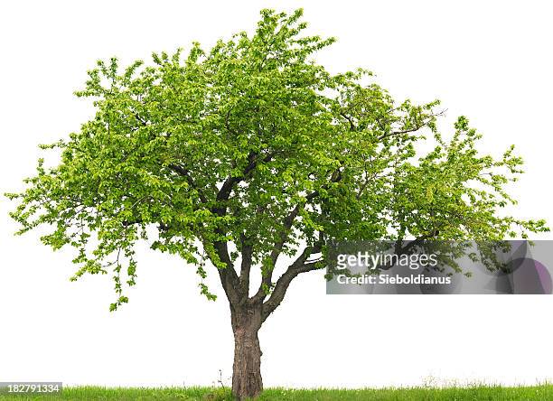 green cherry tree or prunus avium on grass field - tree on white stock pictures, royalty-free photos & images