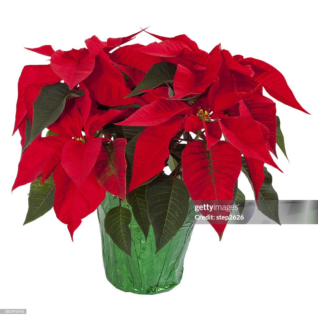 Poinsettia Isolated on White