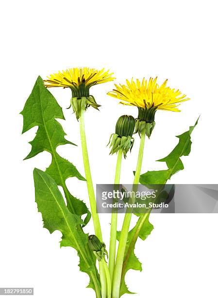 dandelion - uncultivated stock pictures, royalty-free photos & images