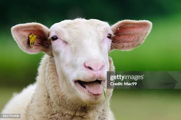 sheep portrait - dierenchip stockfoto's en -beelden
