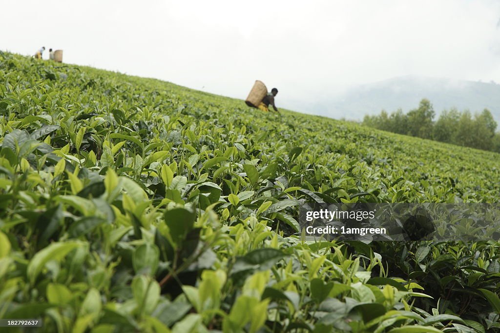 Folhas de Chá em uma Plantação de crescimento de Malawi, África