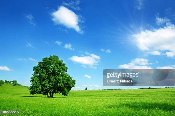 sunny summer landscape - 草原 個照片及圖片檔