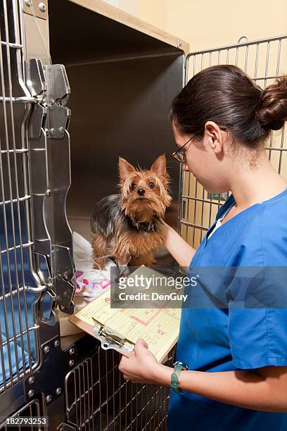 veterinary intensive care technician exams yorkie - yorkshire terrier vet stock pictures, royalty-free photos & images