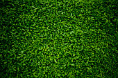 Background comprised of small green leaves