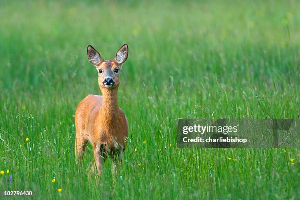 roe deer doe in the late evening with copy space - roe deer female stock pictures, royalty-free photos & images