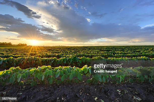 soybean field at sunrise. - bean stockfoto's en -beelden