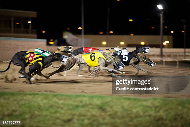 greyhounds in motion. - dog racing stock pictures, royalty-free photos & images