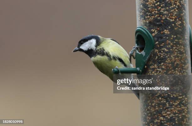 a great tit, parus major, feeding from a seed bird feeder. - kohlmeise stock-fotos und bilder