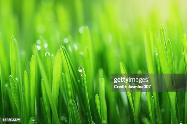 fresh spring grass background - grass dew stock pictures, royalty-free photos & images