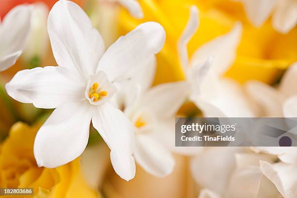 fiore - jasmine foto e immagini stock