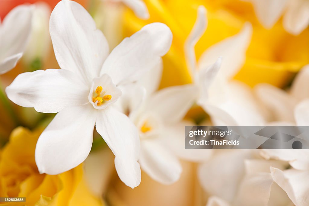 White flowers with yellow roses in the background