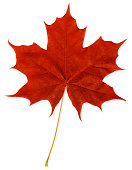 Red Maple Leaf XXXL