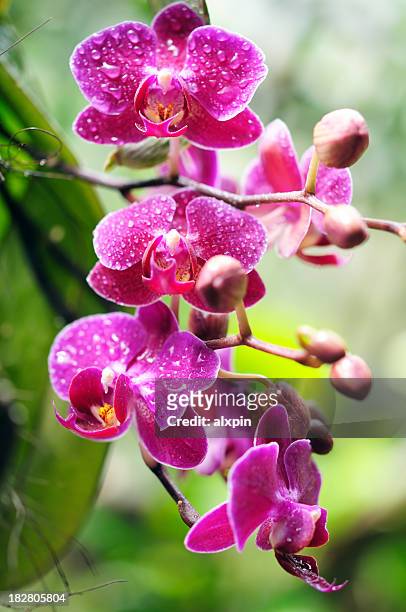 wet red orchid - orchid 個照片及圖片檔