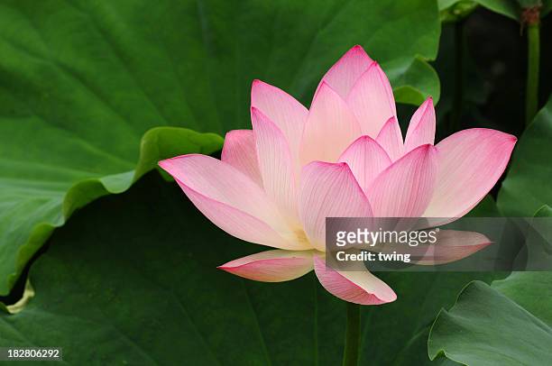pink and white lotus flower and green leaves - lotus water lily stock pictures, royalty-free photos & images