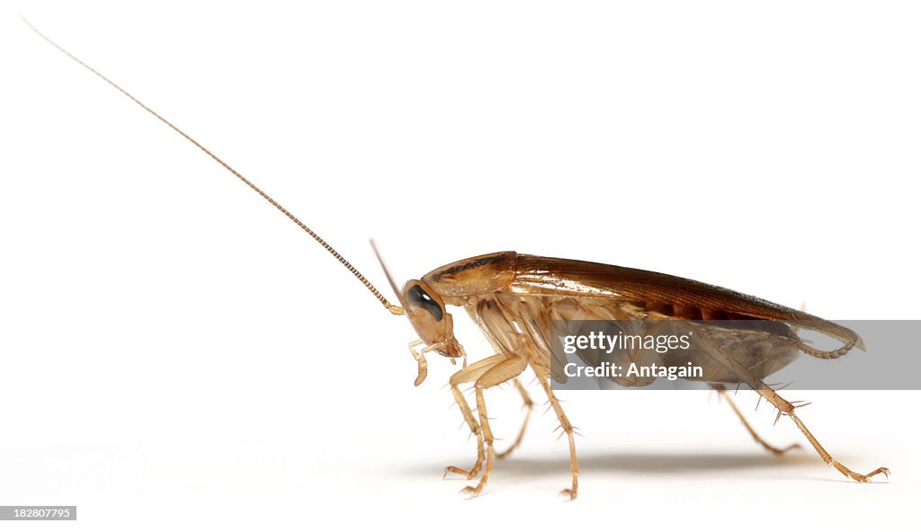 High Cockroach Cockroach High-Res Stock Photo - Getty Images