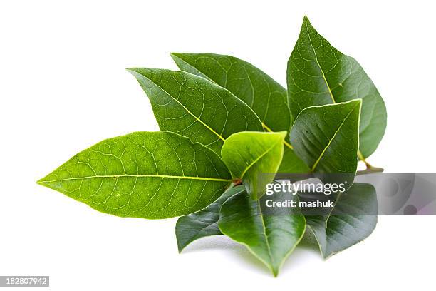 albero di alloro branch - alloro foto e immagini stock