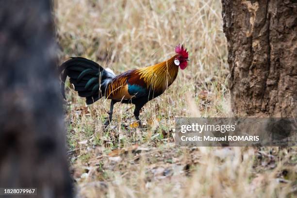 red junglefowl at pench national park - gallus gallus stock pictures, royalty-free photos & images