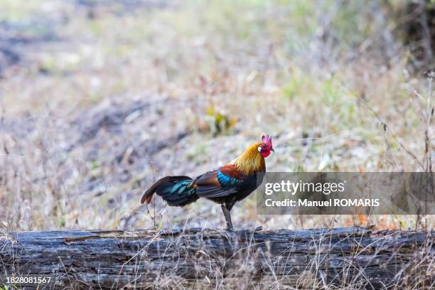 red junglefowl at kanha national park - gallus gallus stock pictures, royalty-free photos & images