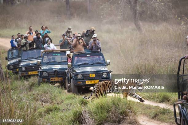 bengal tiger at kanha national park - madhya pradesh stock-fotos und bilder