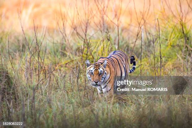 bengal tiger at kanha national park - bengal tiger stock pictures, royalty-free photos & images