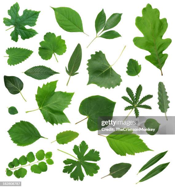 leaves leaf isolated collection assortment - bladeren stockfoto's en -beelden