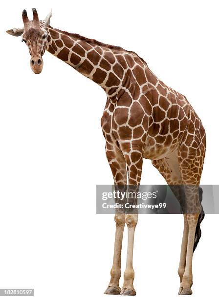 girafe curieux - girafe photos et images de collection
