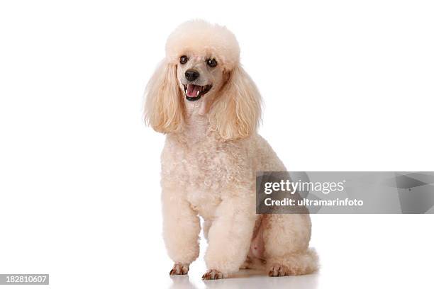 dog - poodle stock pictures, royalty-free photos & images