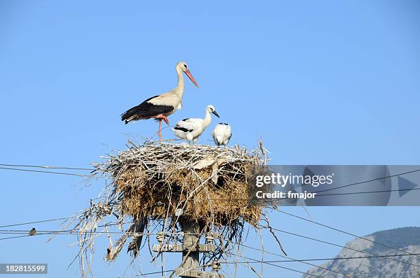 stork family - animal nest stock pictures, royalty-free photos & images