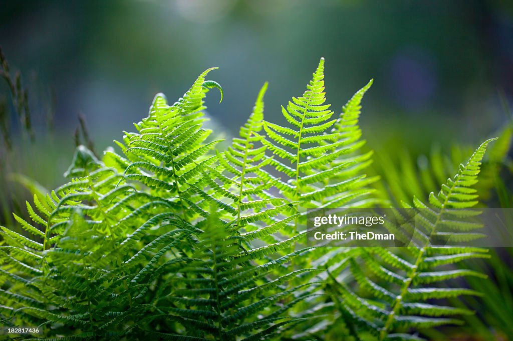 Vibrant green fern against blurred background 