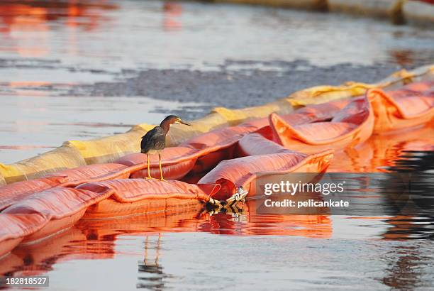 green heron sitting on oil boom - gulf coast states stock pictures, royalty-free photos & images