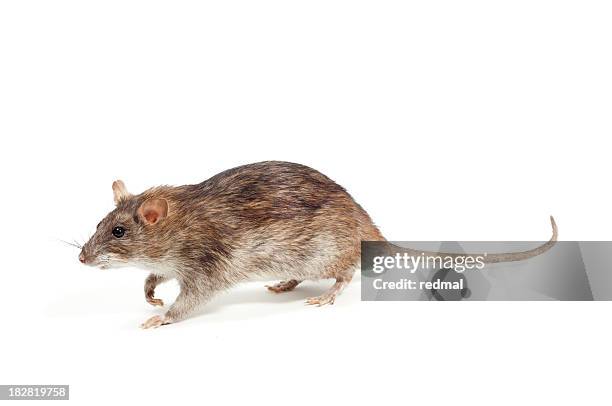 marrón en rata - rodent fotografías e imágenes de stock