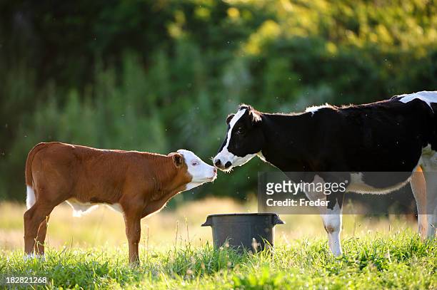 cow with calf - baby cow stock pictures, royalty-free photos & images