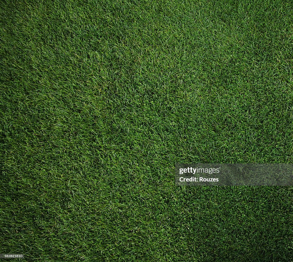 Looking down on a pure green square of moss