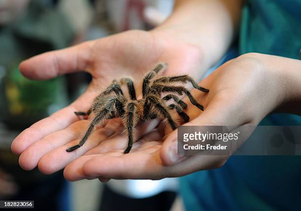 tarantula in hands - spider stockfoto's en -beelden