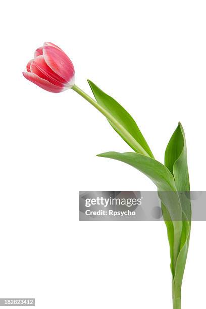 tulip contours - tulip stock pictures, royalty-free photos & images