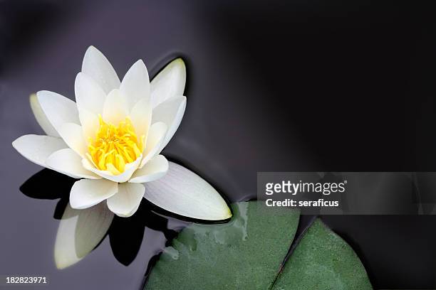 white water lily nymphaea alba floating in a pond - lelie stockfoto's en -beelden