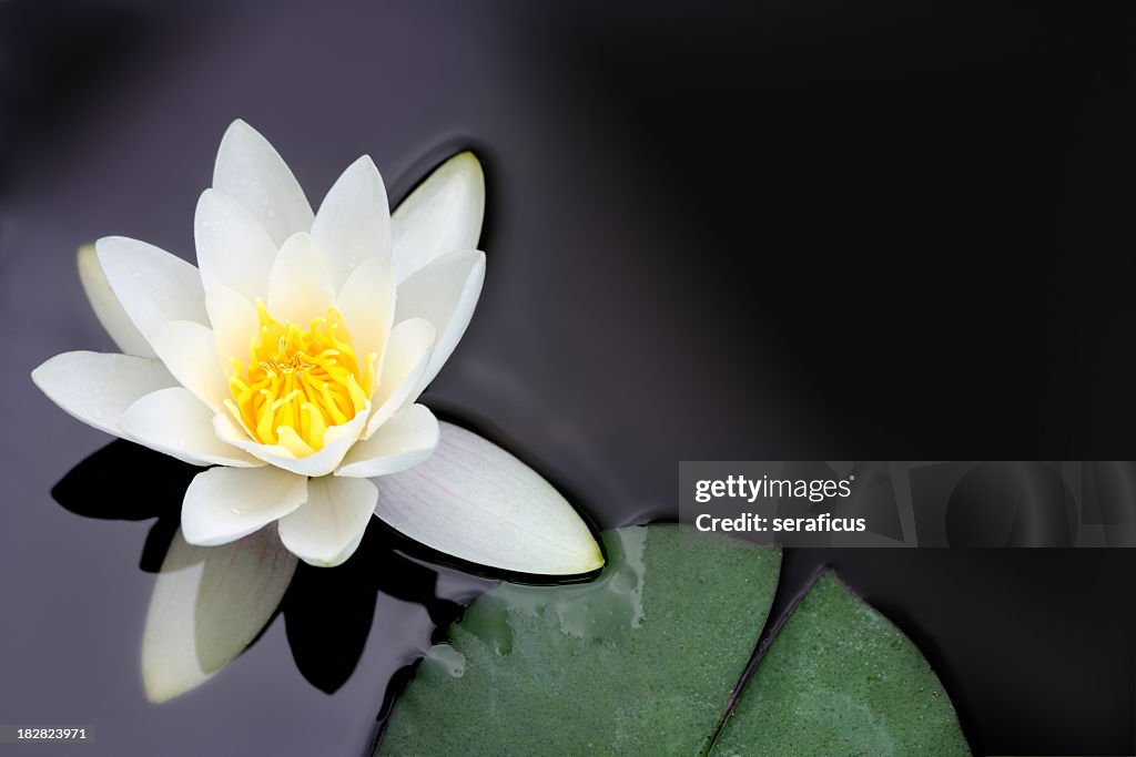 White water lily Nymphaea alba floating in a pond