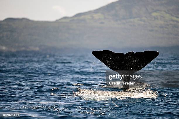 sperm whale fluke - whale stockfoto's en -beelden