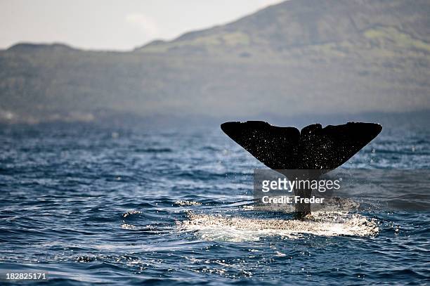 sperm whale fluke - azores 個照片及圖片檔