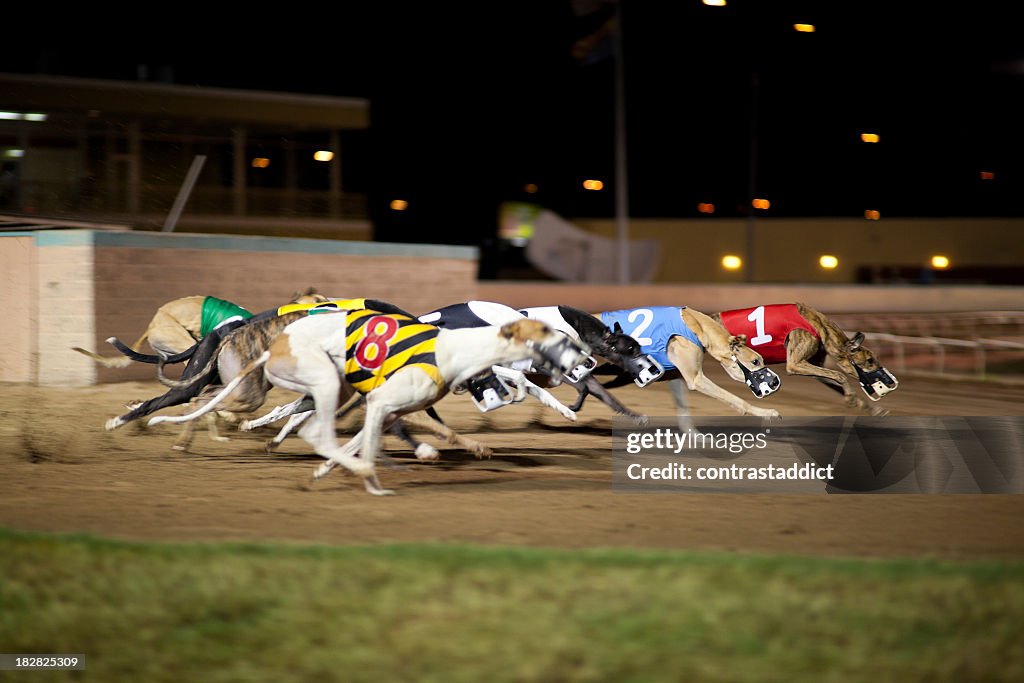 Side view of eight greyhounds racing at night