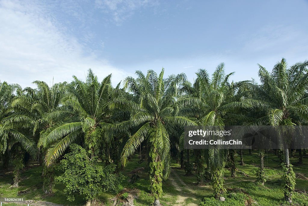 Palm Oil Plantation