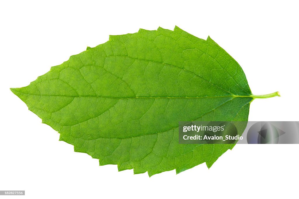 Green leaf on wbite background.