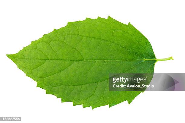 green leaf on wbite background. - overhead objects bildbanksfoton och bilder