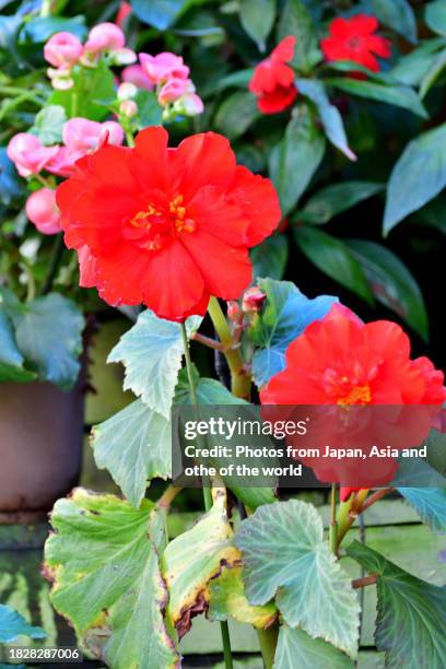 begonia tuberhybrida: ideal hanging basket flowering plant - begoniaceae stock pictures, royalty-free photos & images