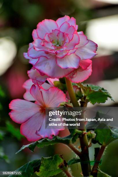 begonia tuberhybrida: ideal hanging basket flowering plant - begoniaceae stock pictures, royalty-free photos & images